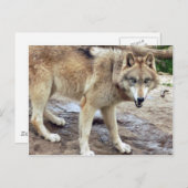 Wolves Gray Wolf Briefkaart (Voorkant / Achterkant)