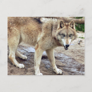 Wolves Gray Wolf Briefkaart