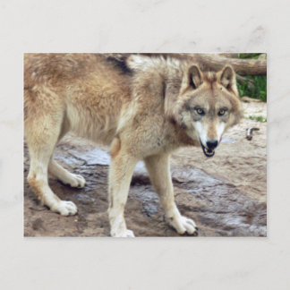 Wolves Gray Wolf Briefkaart