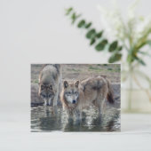 Wolves Gray Wolf Briefkaart (Staand voorkant)