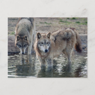 Wolves Gray Wolf Briefkaart