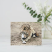 Wolves Gray Wolf Briefkaart (Staand voorkant)
