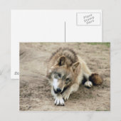 Wolves Gray Wolf Briefkaart (Voorkant / Achterkant)
