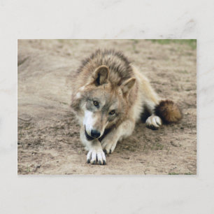 Wolves Gray Wolf Briefkaart