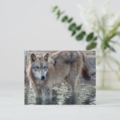 Wolves Gray Wolf Briefkaart (Staand voorkant)