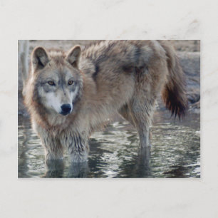 Wolves Gray Wolf Briefkaart