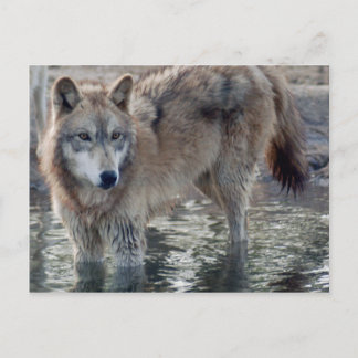 Wolves Gray Wolf Briefkaart