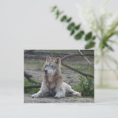 Wolves Gray Wolf Briefkaart (Staand voorkant)