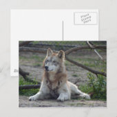 Wolves Gray Wolf Briefkaart (Voorkant / Achterkant)