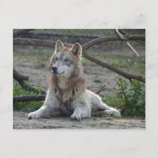 Wolves Gray Wolf Briefkaart