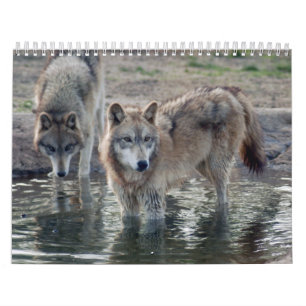 Wolves Gray Wolf Calendar Kalender
