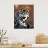 Wolves Gray Wolf Canis_lupus Poster (Keuken)