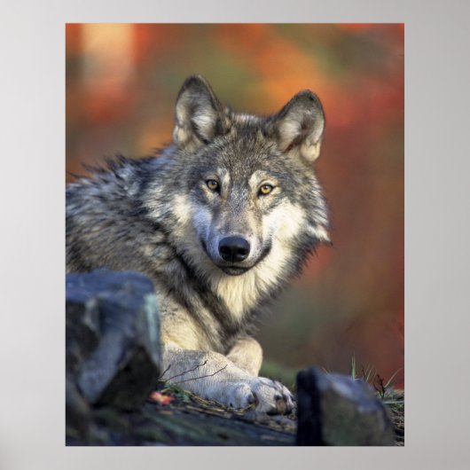 Wolves Gray Wolf Canis_lupus Poster (Voorkant)