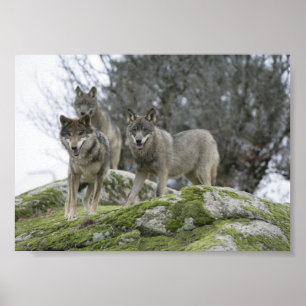 WOLVES POSTER