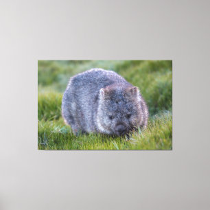 Wombat Animal Wildlife Tasmania Australia Green Canvas Afdruk