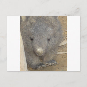 Wombat Briefkaart