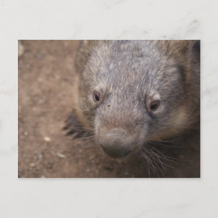 Wombat Kiss Briefkaart