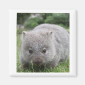 Wombat Magnet (Devant)