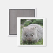 Wombat Magnet Magneet (Voorkant / Achterkant)