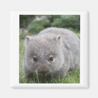 Wombat Magnet Magneet