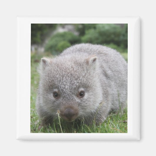 Wombat Magnet Magneet (Voorkant)