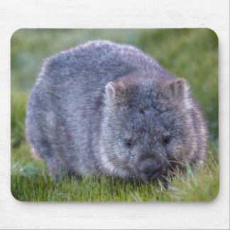 Wombat Muismat