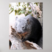 Wombat Poster (Voorkant)