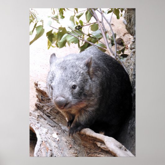 Wombat Poster (Voorkant)
