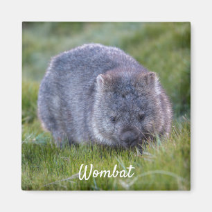 Wombat Tasmania Australië, Schattig Dier Foto Magneet