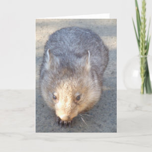 Wombat-Wenskaart Kaart
