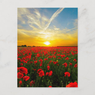 Wonderful Poppy Field Sunset Horizon Briefkaart