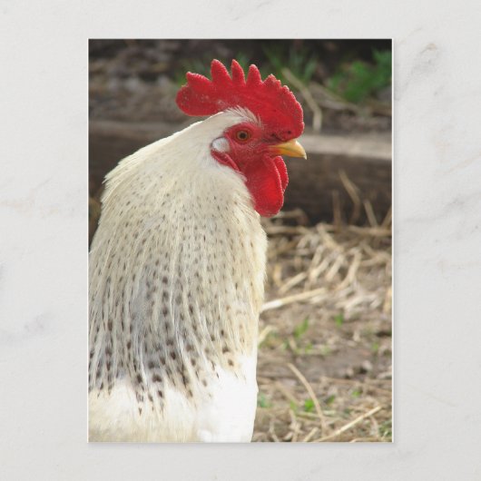 Wonderful Rooster Briefkaart (Voorkant)