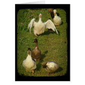 Wonderful Waterfowl (Voorkant)