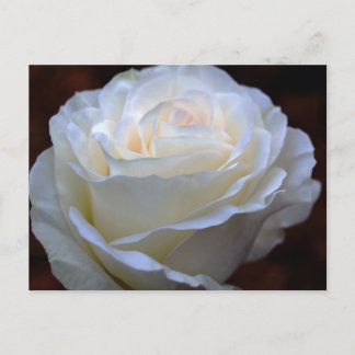 Wonderful White Rose Briefkaart