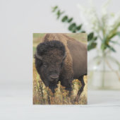 Wood Bison Briefkaart (Staand voorkant)