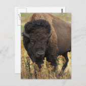 Wood Bison Briefkaart (Voorkant / Achterkant)