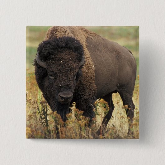 Wood Bison Square Pin Vierkante Button 5,1 Cm (Voorkant)