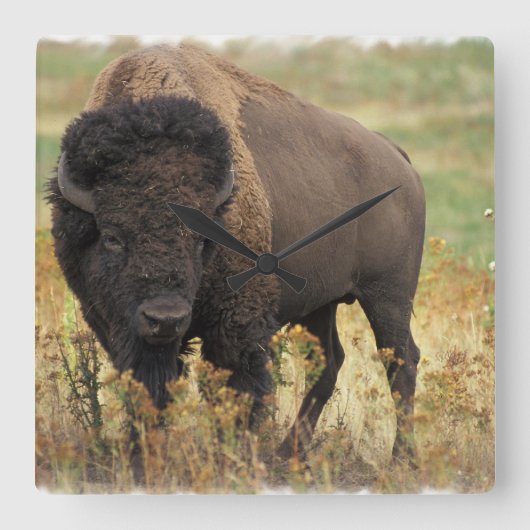 Wood Bison Wall klok (Voorkant)
