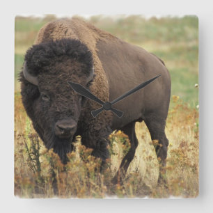 Wood Bison Wall klok