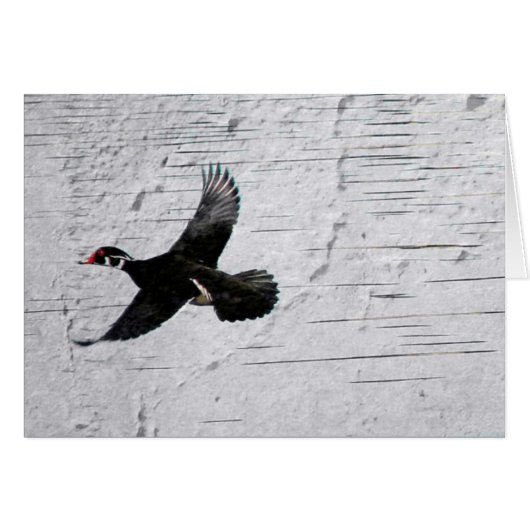 Wood Duck (Voorkant Horizontaal)