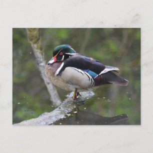 Wood Duck Briefkaart
