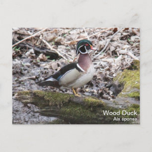 Wood Duck Briefkaart
