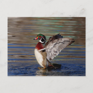 Wood Duck Briefkaart