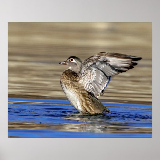 Wood Duck flapte haar vleugels Poster (Voorkant)
