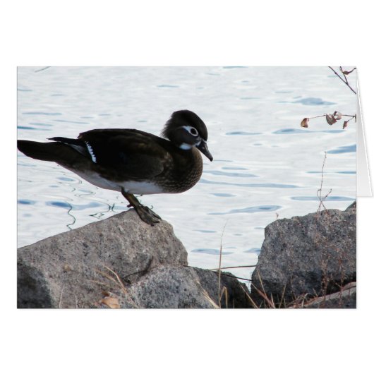 Wood Duck Hen (Voorkant Horizontaal)