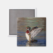 Wood Duck Magneet (Voorkant / Achterkant)