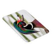 Wood Duck Magneet (Rechterzijde)