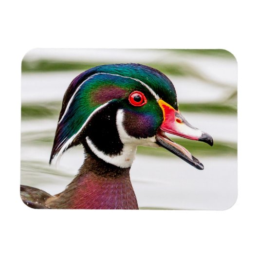 Wood Duck Magneet (Horizontaal)
