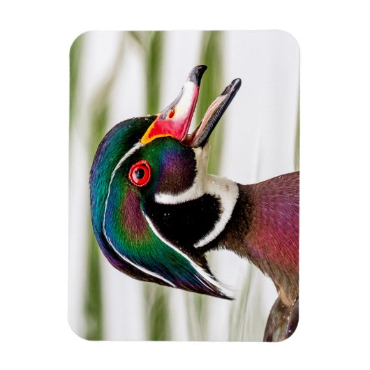 Wood Duck Magneet (Verticaal)