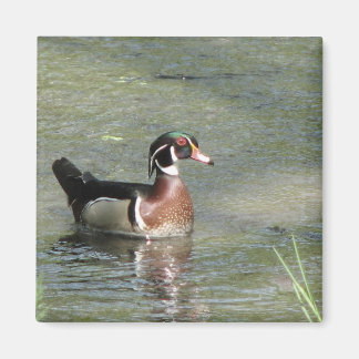 Wood Duck Magneet